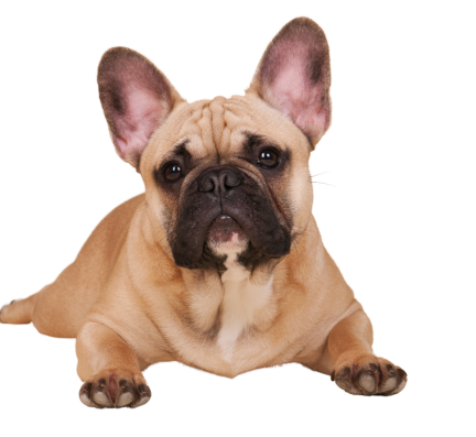 French Bulldog puppy for sale in pune
